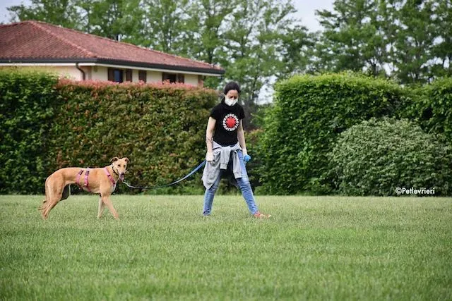 adoption day greyhound 16 maggio 2020 245