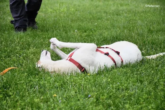 adoption day greyhound 16 maggio 2020 247
