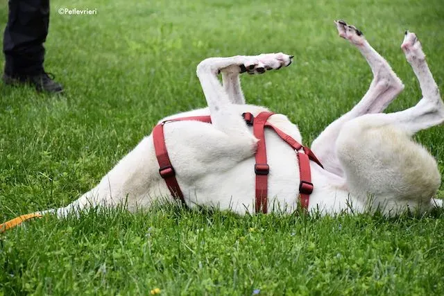 adoption day greyhound 16 maggio 2020 248