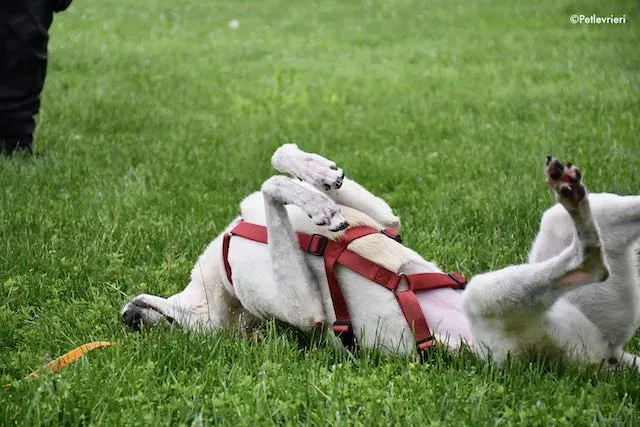 adoption day greyhound 16 maggio 2020 249