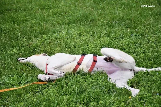 adoption day greyhound 16 maggio 2020 250