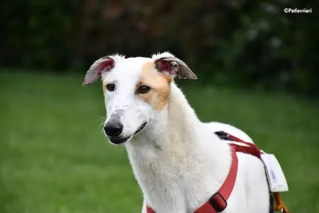 adoption day greyhound 16 maggio 2020 251