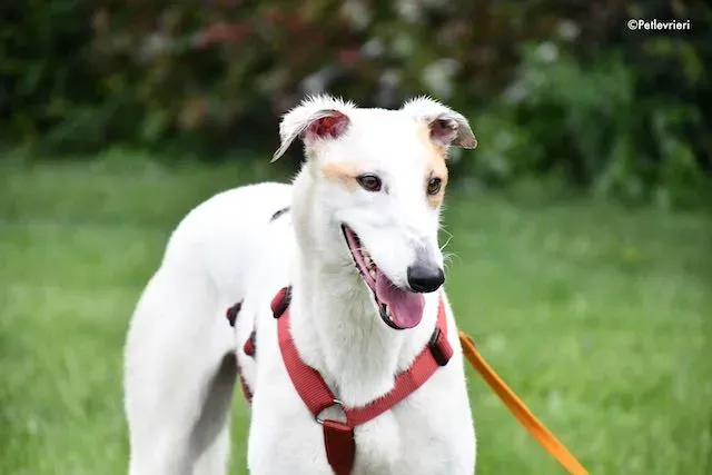 adoption day greyhound 16 maggio 2020 252