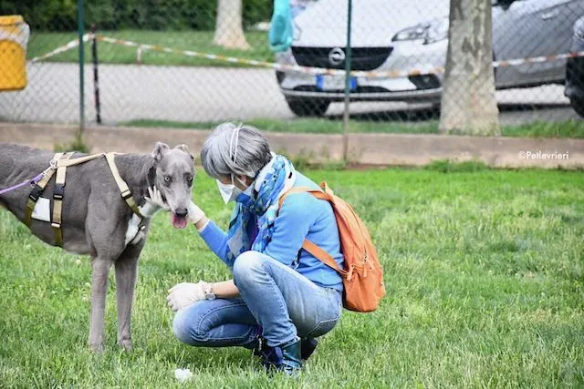 adoption day greyhound 16 maggio 2020 253
