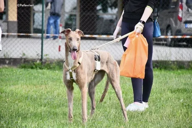 adoption day greyhound 16 maggio 2020 255