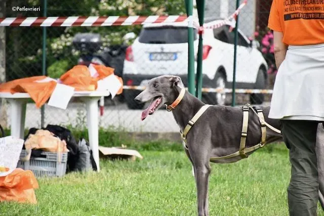 adoption day greyhound 16 maggio 2020 256