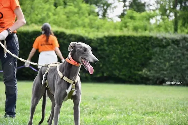 adoption day greyhound 16 maggio 2020 257
