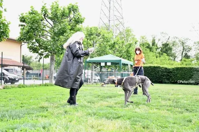 adoption day greyhound 16 maggio 2020 258