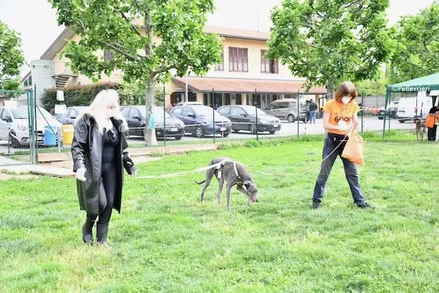 adoption day greyhound 16 maggio 2020 260