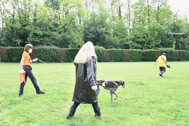 adoption day greyhound 16 maggio 2020 261