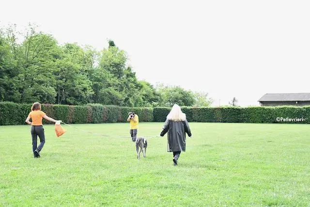 adoption day greyhound 16 maggio 2020 262