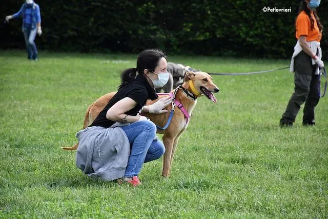 adoption day greyhound 16 maggio 2020 263