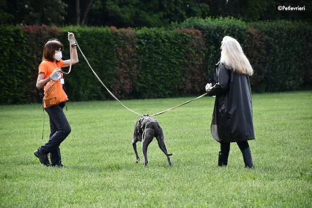 adoption day greyhound 16 maggio 2020 264