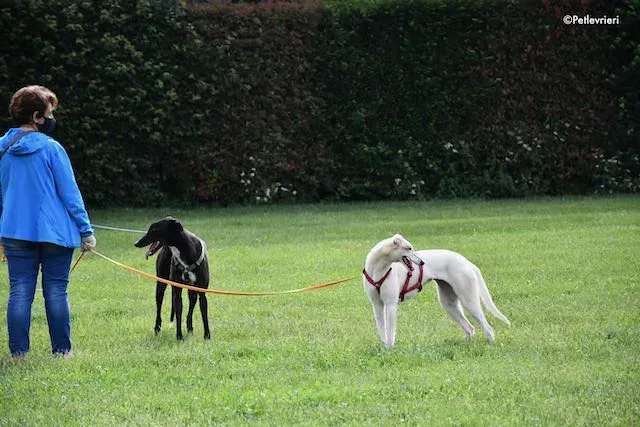 adoption day greyhound 16 maggio 2020 265