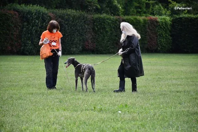 adoption day greyhound 16 maggio 2020 266