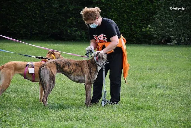 adoption day greyhound 16 maggio 2020 267