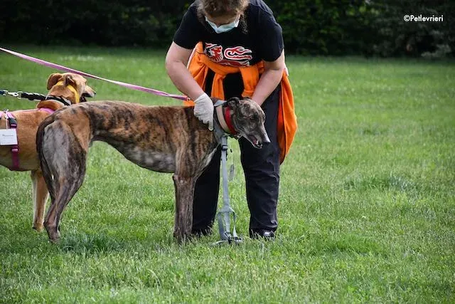 adoption day greyhound 16 maggio 2020 268