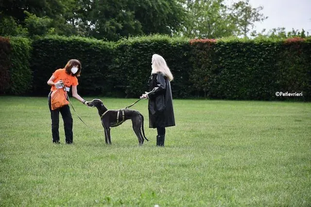 adoption day greyhound 16 maggio 2020 269