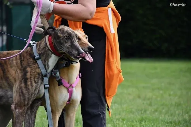 adoption day greyhound 16 maggio 2020 270