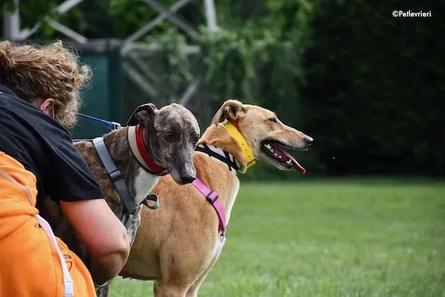 adoption day greyhound 16 maggio 2020 271