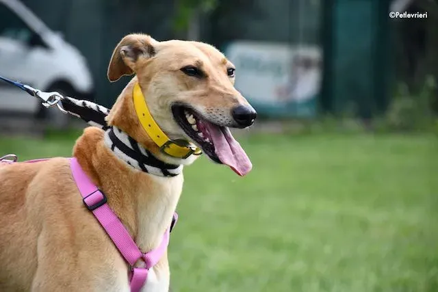 adoption day greyhound 16 maggio 2020 272