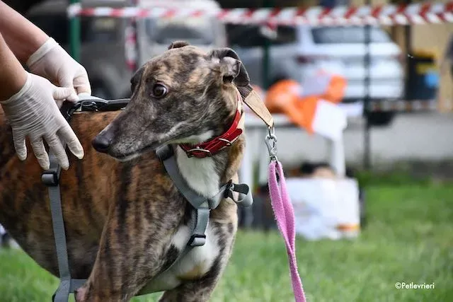 adoption day greyhound 16 maggio 2020 273