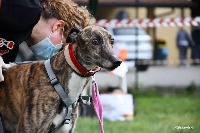 adoption day greyhound 16 maggio 2020 274