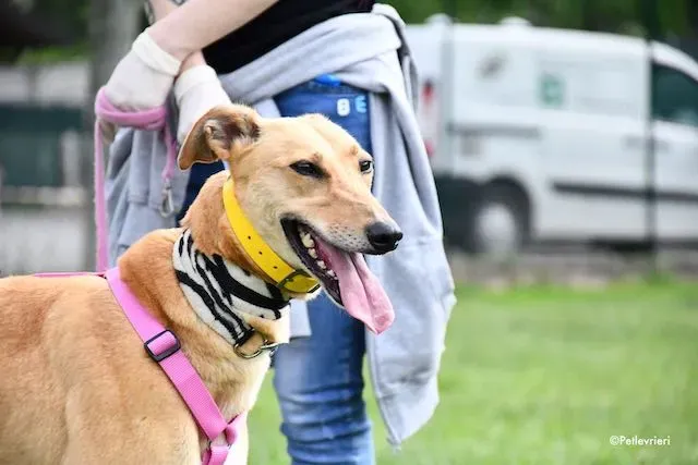 adoption day greyhound 16 maggio 2020 275