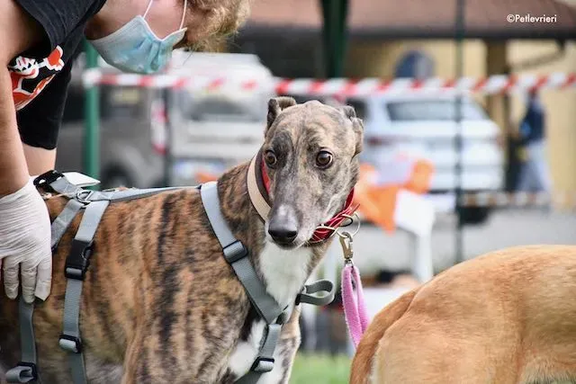 adoption day greyhound 16 maggio 2020 276