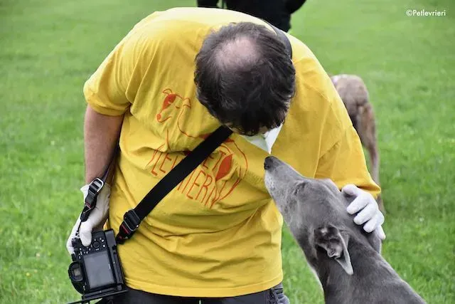 adoption day greyhound 16 maggio 2020 277