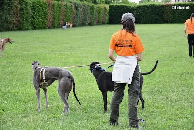 adoption day greyhound 16 maggio 2020 279