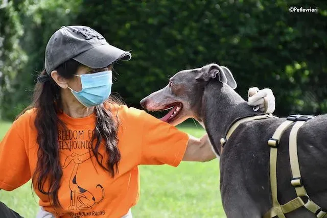 adoption day greyhound 16 maggio 2020 280