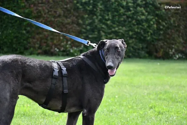 adoption day greyhound 16 maggio 2020 281