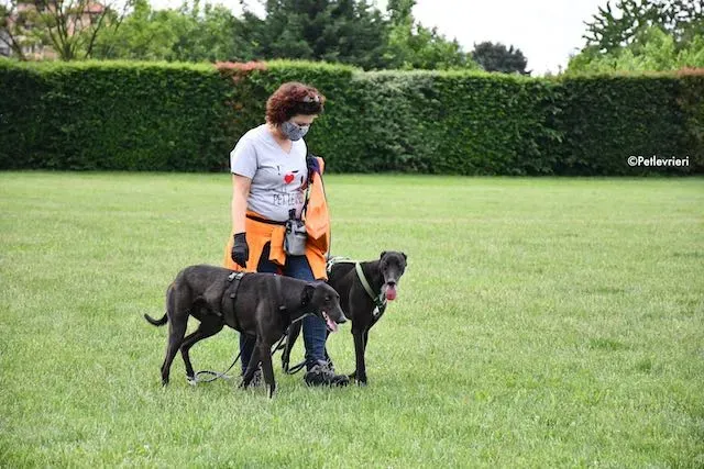 adoption day greyhound 16 maggio 2020 282