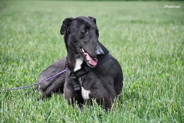 adoption day greyhound 16 maggio 2020 283