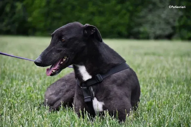 adoption day greyhound 16 maggio 2020 284