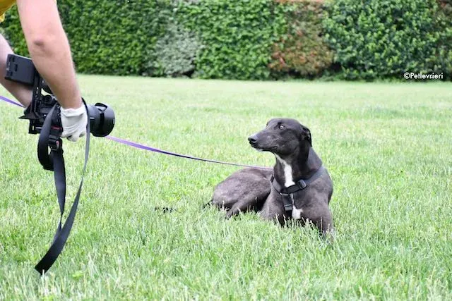 adoption day greyhound 16 maggio 2020 285