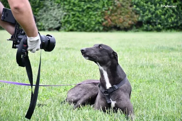 adoption day greyhound 16 maggio 2020 286