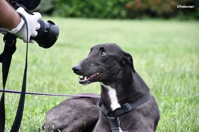 adoption day greyhound 16 maggio 2020 287