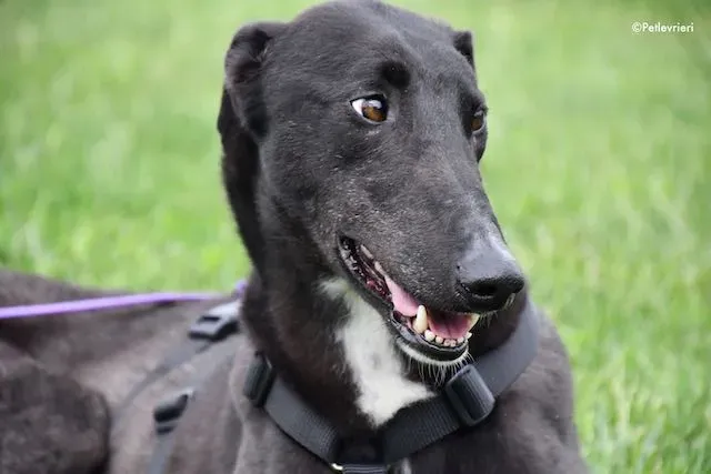 adoption day greyhound 16 maggio 2020 288