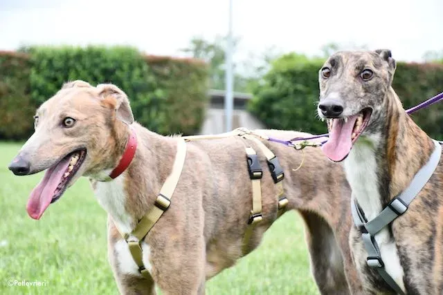 adoption day greyhound 16 maggio 2020 289