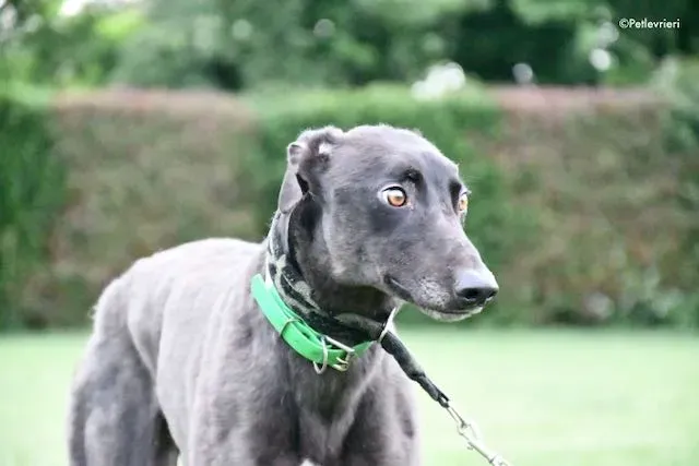 adoption day greyhound 16 maggio 2020 29