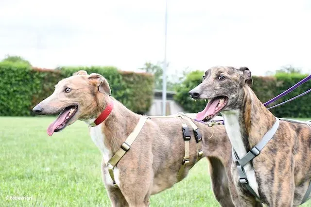 adoption day greyhound 16 maggio 2020 290