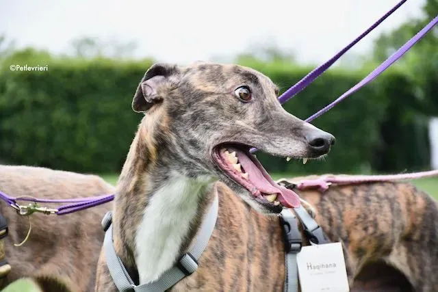 adoption day greyhound 16 maggio 2020 291