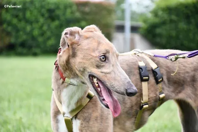 adoption day greyhound 16 maggio 2020 292