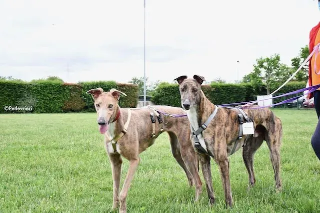 adoption day greyhound 16 maggio 2020 293