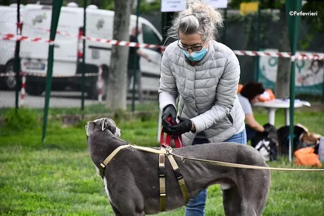 adoption day greyhound 16 maggio 2020 295