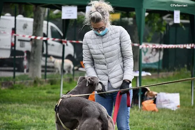 adoption day greyhound 16 maggio 2020 296