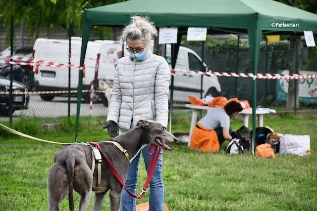 adoption day greyhound 16 maggio 2020 297