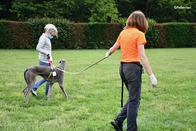 adoption day greyhound 16 maggio 2020 298